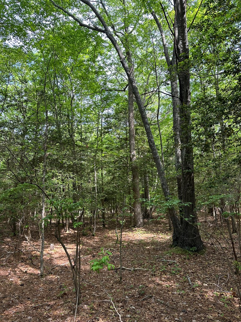 Lankford Hwy, Bloxom, Virginia image 5