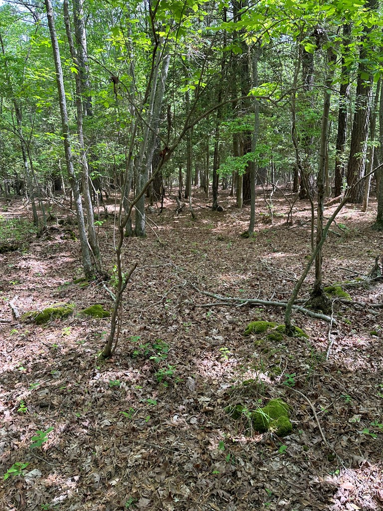Lankford Hwy, Bloxom, Virginia image 7