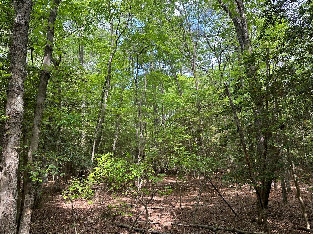 Lankford Hwy, Bloxom, Virginia image 9