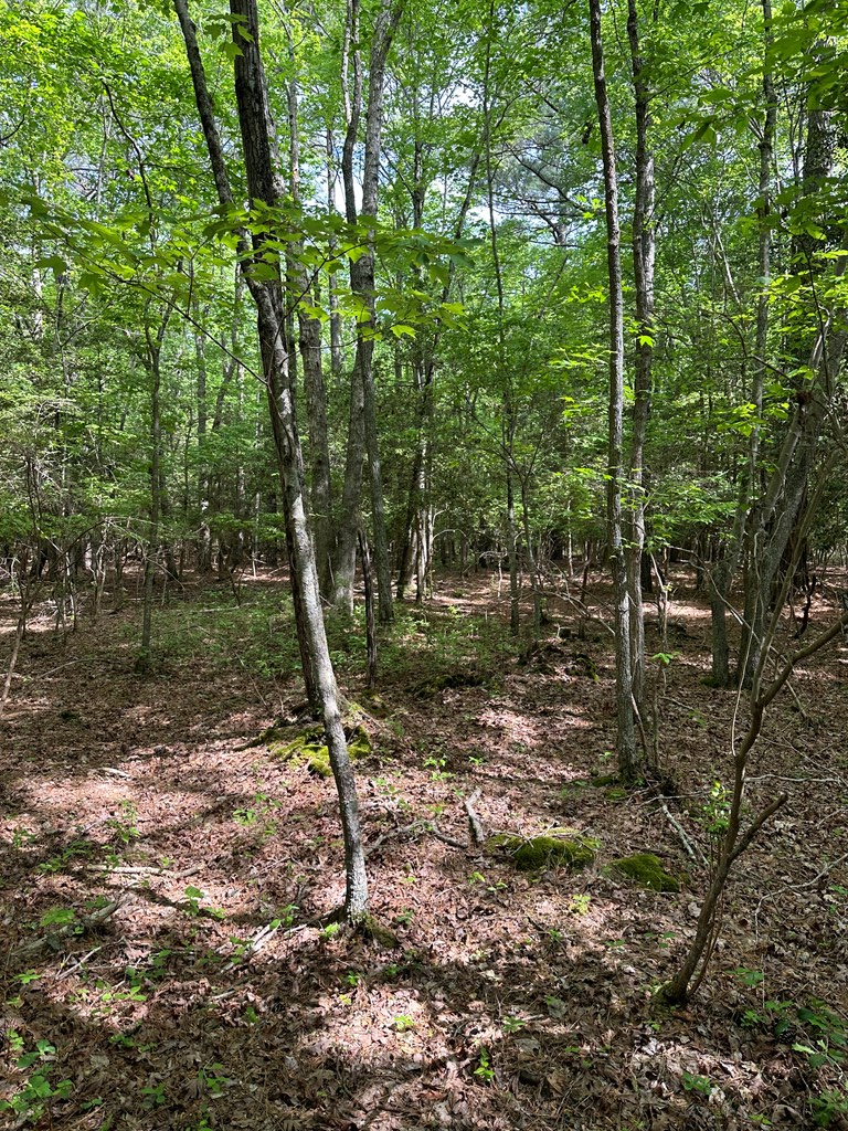 Lankford Hwy, Bloxom, Virginia image 8