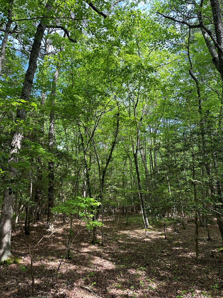 Lankford Hwy, Bloxom, Virginia image 6