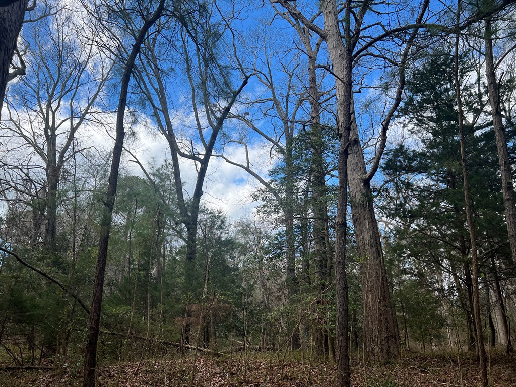 LOT 3A Harbour Ln #3A, Eastville, Virginia image 4