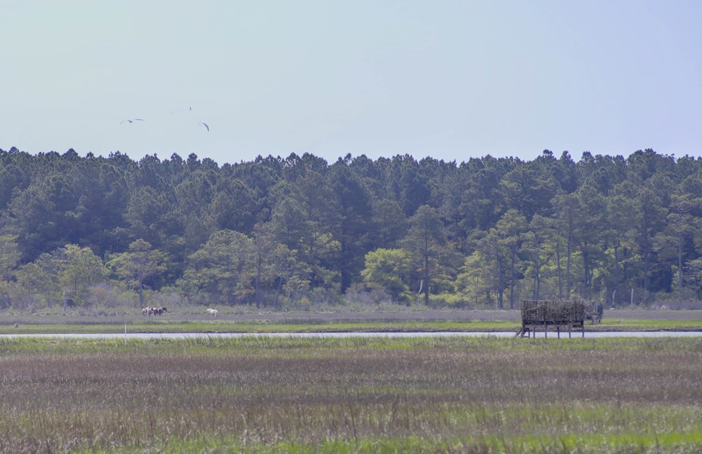 7622 East Side Rd, Chincoteague, Virginia image 8