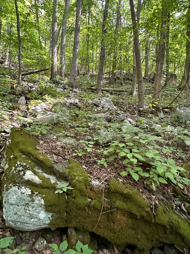 TBD Blankenship Mountain Road