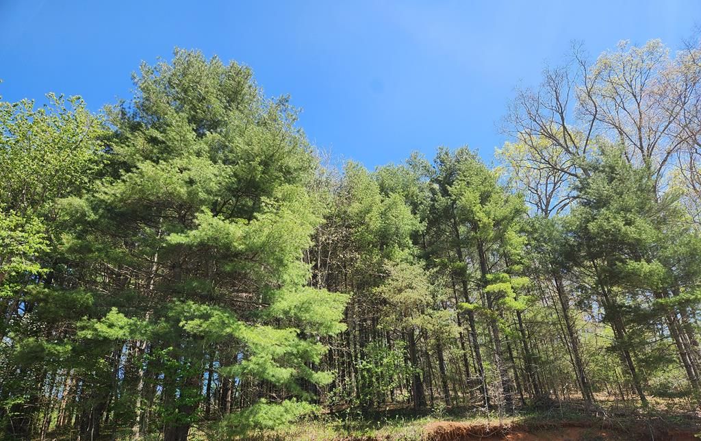 Photo of 46 Silverleaf Road #52, Hillsville, VA 24343 (MLS # 110078)