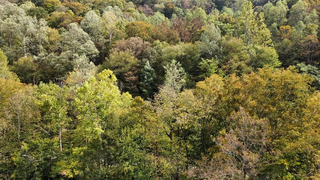 Photo of TBD Homecreek Rd #N/A, Grundy, VA 24614 (MLS # 103656)