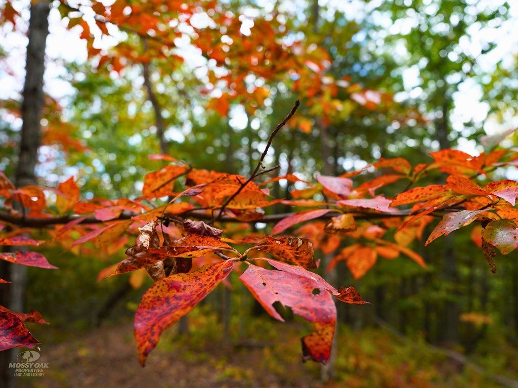 Photo of TBD Dry Gulch Rd, Wytheville, VA 24382 (MLS # 104636)