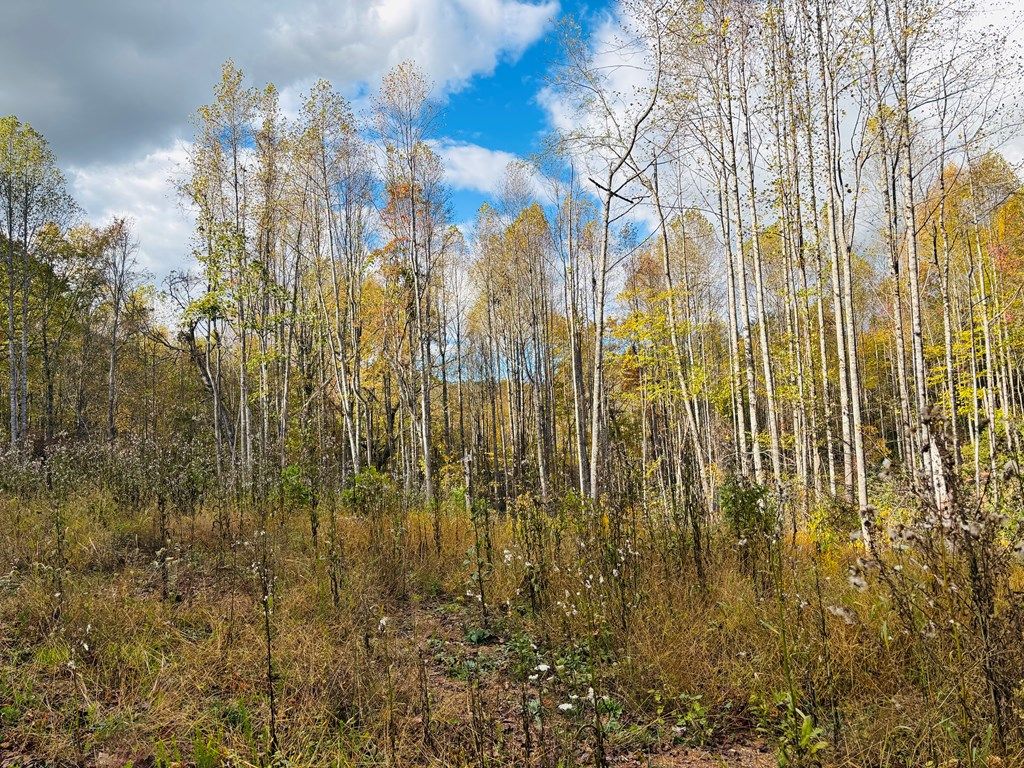 Photo of TBD Red Roof Lane #5, Laurel Fork, VA 24352 (MLS # 103914)