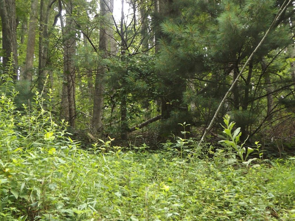 Photo of TBD Chalet Dr #7, Fancy Gap, VA 24328 (MLS # 100673)