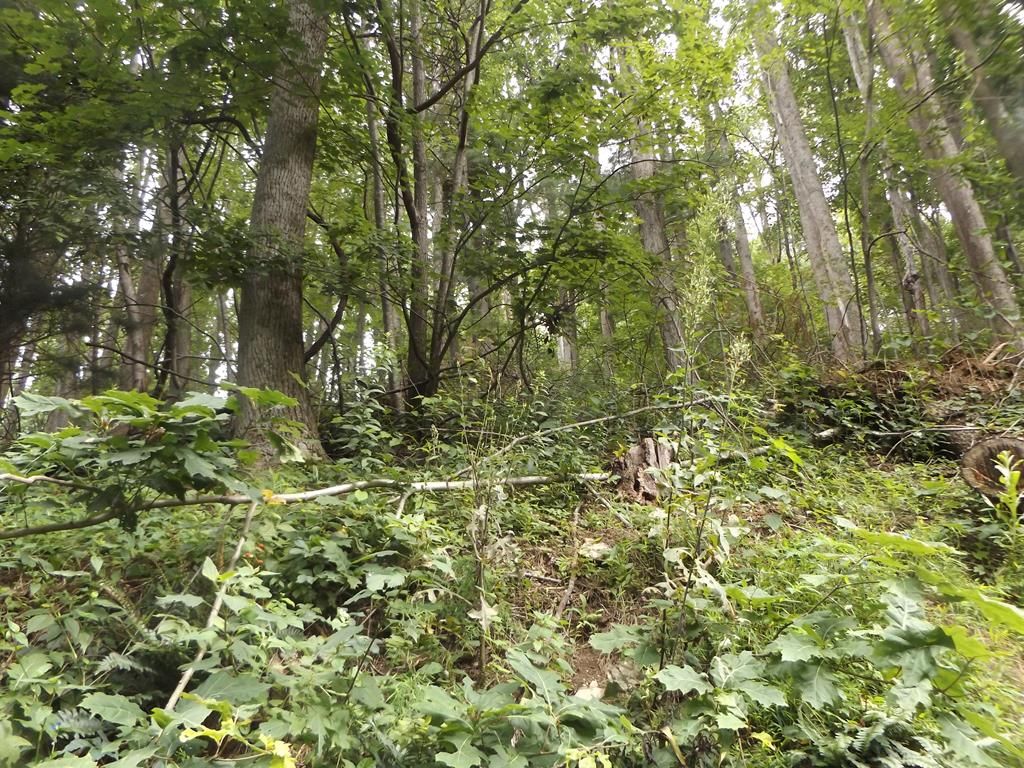 Photo of TBD Chalet Dr #7, Fancy Gap, VA 24328 (MLS # 100673)