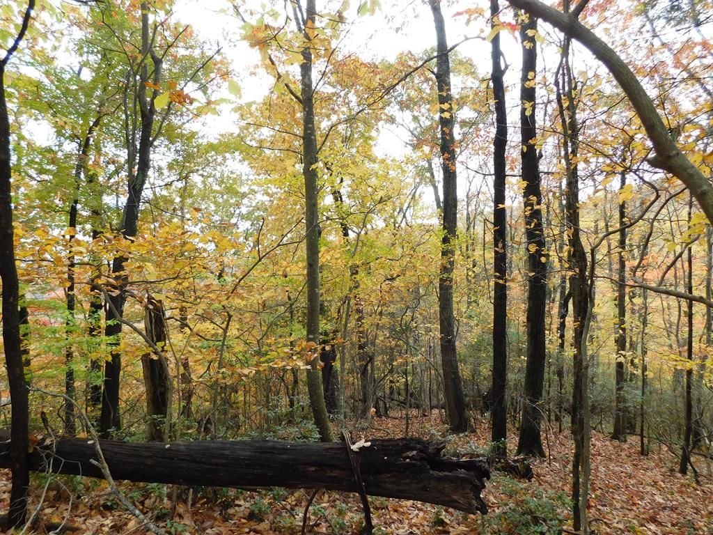 Photo of 75 Black Gum Trail #75, Fancy Gap, VA 24328 (MLS # 105851)