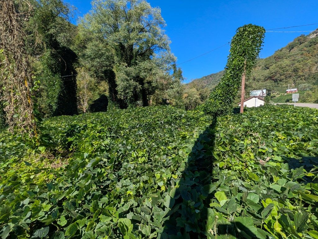 Photo of TBD Riverside Dr #6, Grundy, VA 24614 (MLS # 104059)