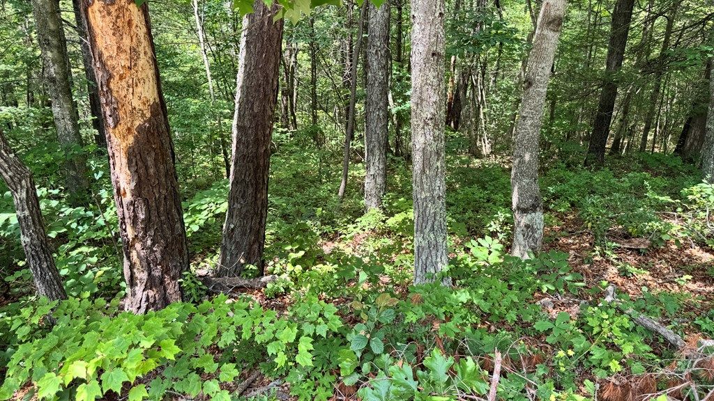 Photo of 48 Honey Maple Trail #48, Austinville, VA 24312 (MLS # 100798)