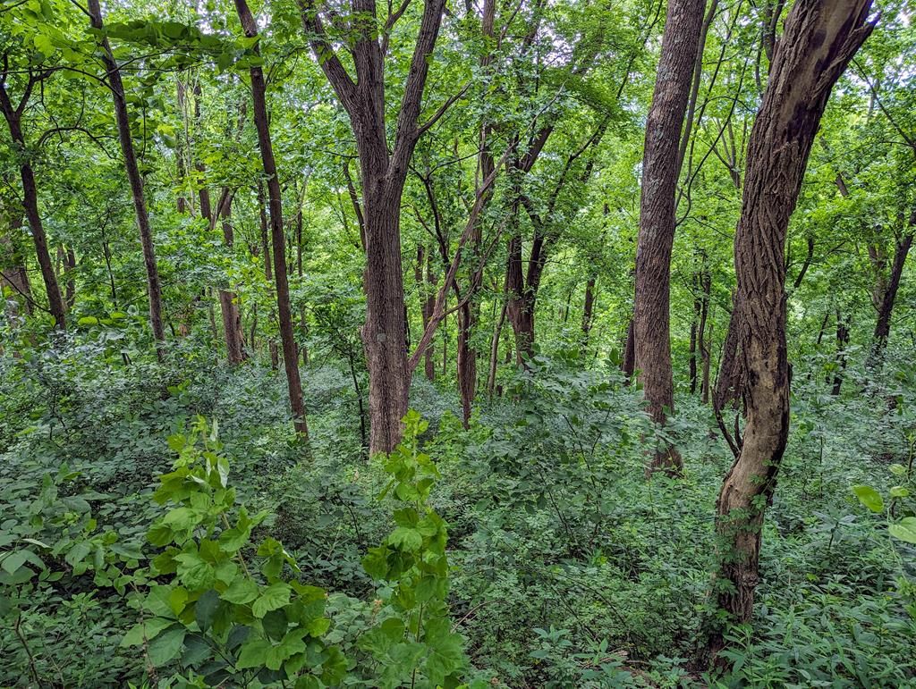 Photo of 0 Jeb Stuart Hwy #n/a, Meadows of Dan, VA 24120 (MLS # 98194)