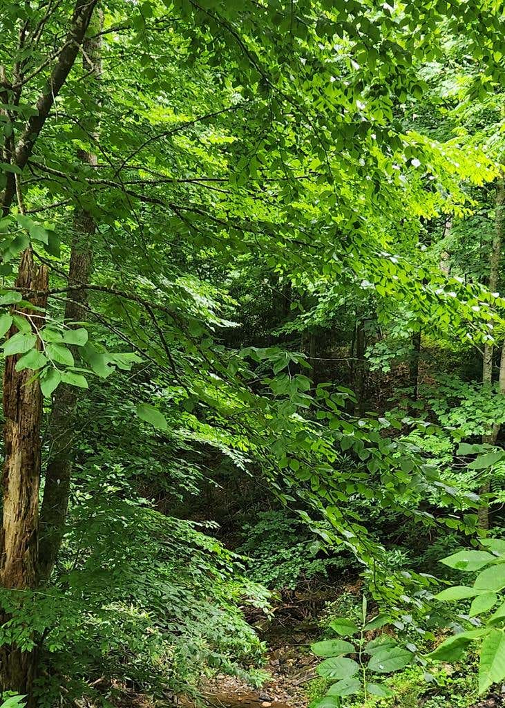 Photo of 16 Misty Dawn Trail #16, Fancy Gap, VA 24328 (MLS # 110784)