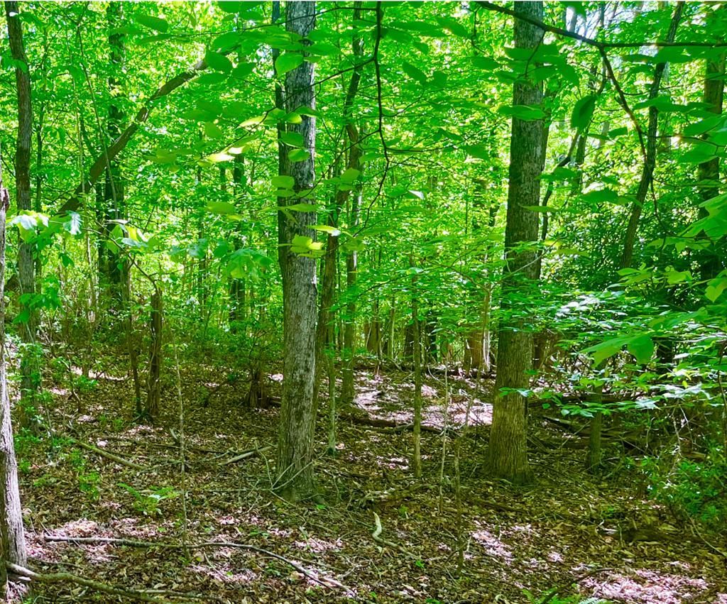 Photo of TBD Landmark Dr #32G, 32F, Stuart, VA 24171 (MLS # 110067)