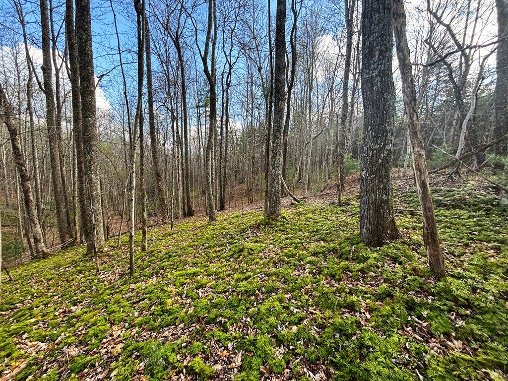 Photo of TBD Mitchells Mill, Claudville, VA 24076 (MLS # 109924)