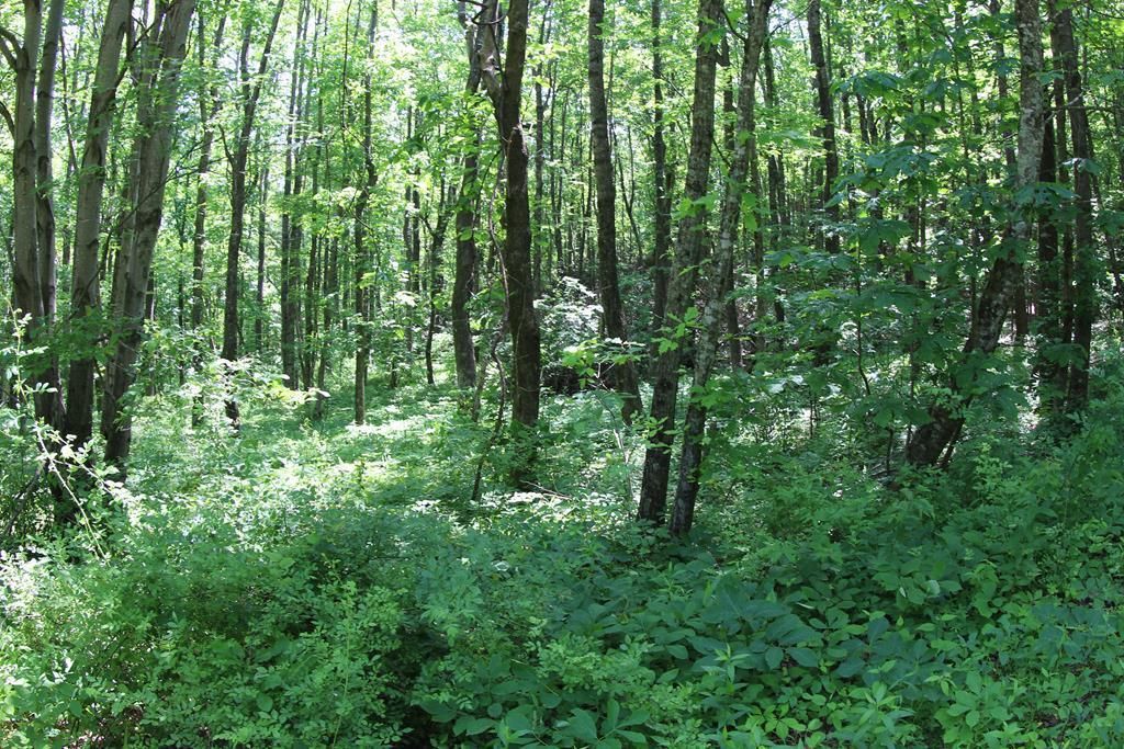 Photo of 0 Misty Acres #4, Meadows of Dan, VA 24120 (MLS # 81800)