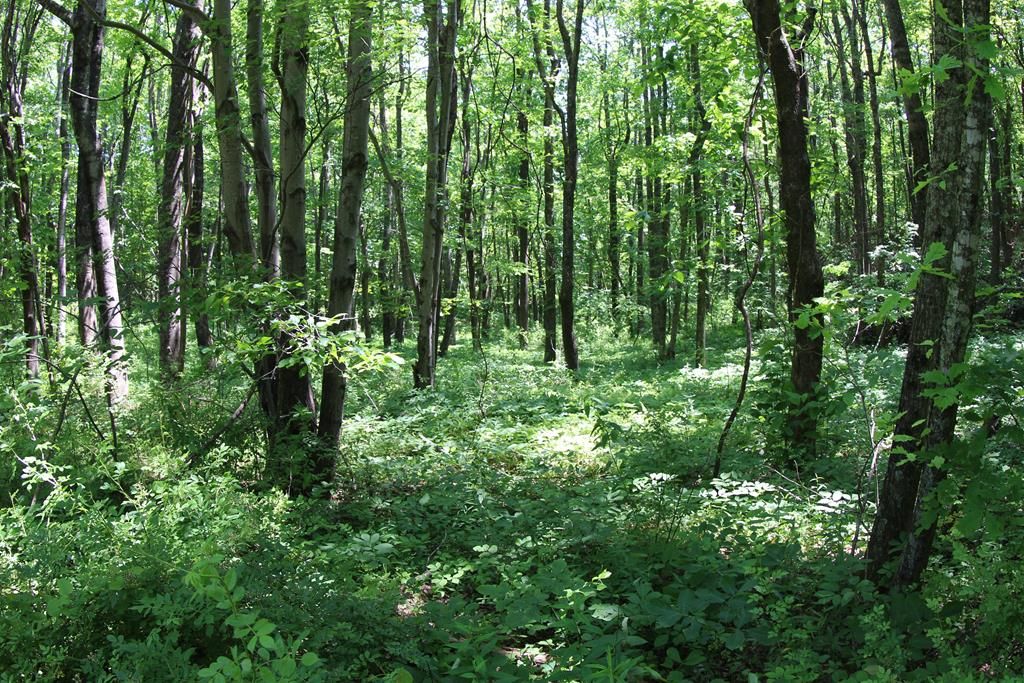 Photo of 0 Misty Acres #4, Meadows of Dan, VA 24120 (MLS # 81800)