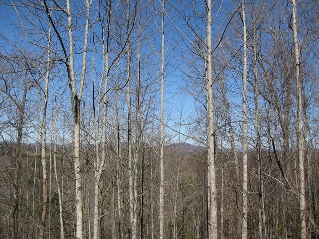 Photo of TBD Grapevine Lane #42, Woodlawn, VA 24381 (MLS # 111863)