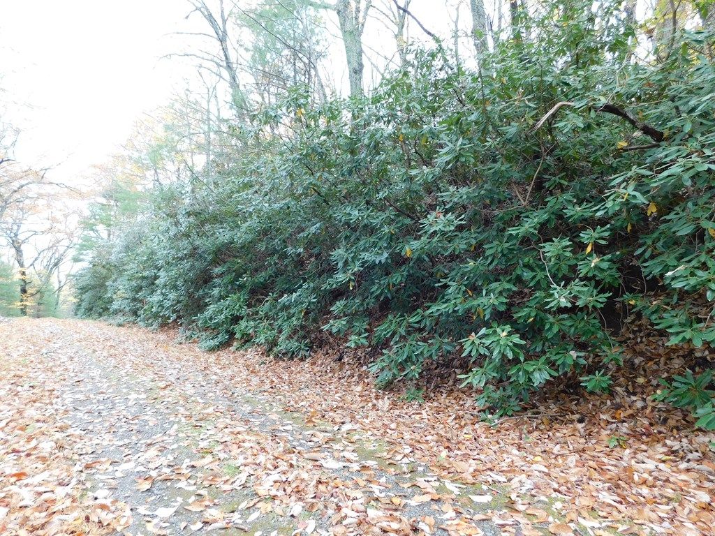 Photo of 3031 Black Gum Trail #F30-F31, Fancy Gap, VA 24328 (MLS # 105849)