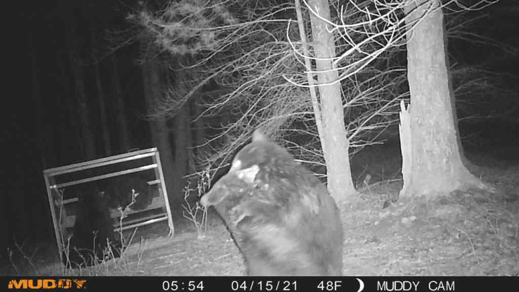 Wytheville, Virginia 24382, United States, 3 Bedrooms Bedrooms, ,4 BathroomsBathrooms,Residential,Active,182162