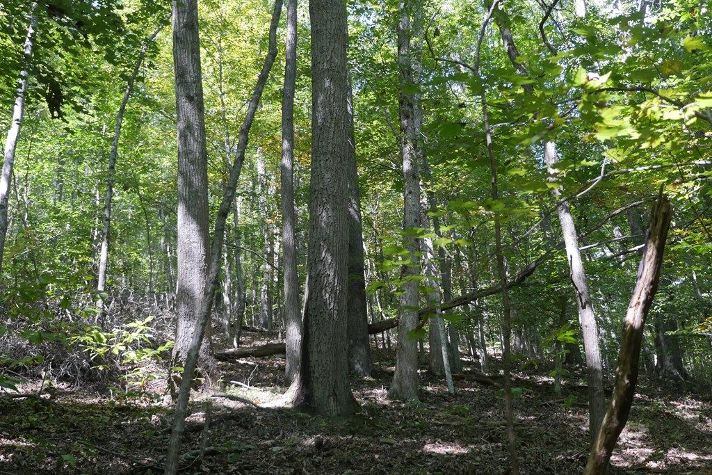 Photo of TBD Upper Possum Creek #1, Gate City, VA 24251 (MLS # 103491)