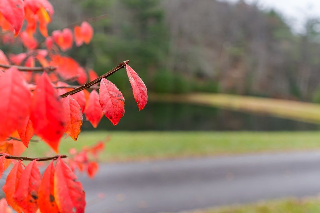 Photo of 339 Stillhouse Branch Lane, Laurel Springs, NC 28644 (MLS # 104462)