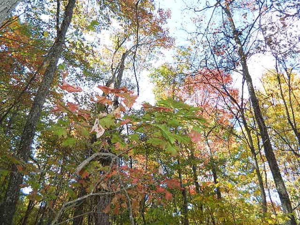 Photo of TBD Corbin Lane #87, Chilhowie, VA 24319 (MLS # 103812)