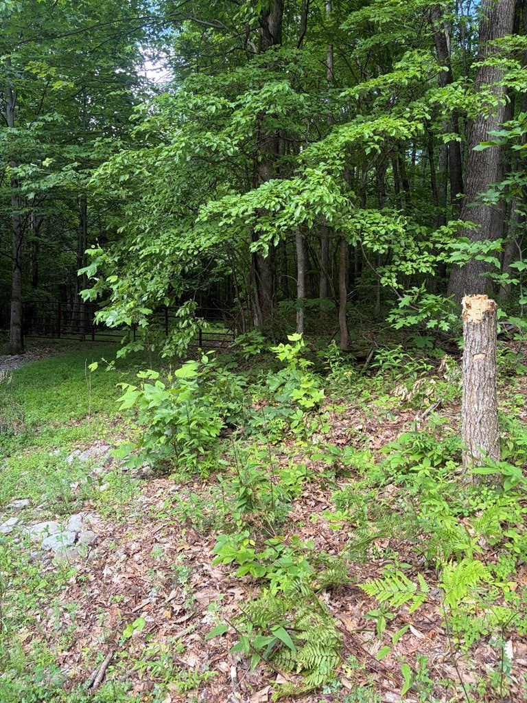 Photo of TBD Dark Hollow Road #157 157F, North Tazewell, VA 24630 (MLS # 110521)