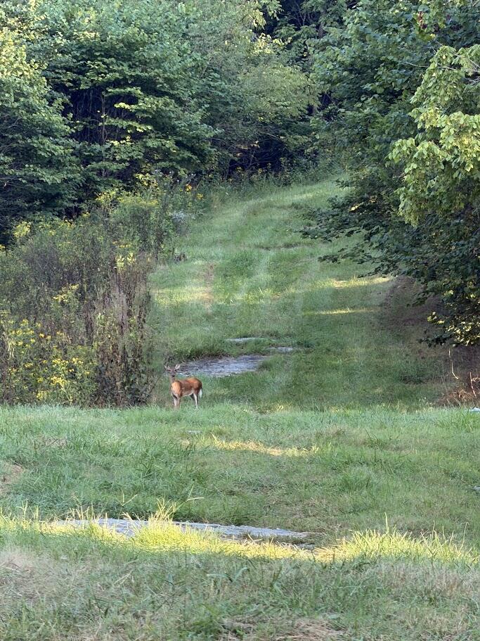 Photo of TBD Caney Valley Rd #41, Bristol, VA 24202 (MLS # 111781)