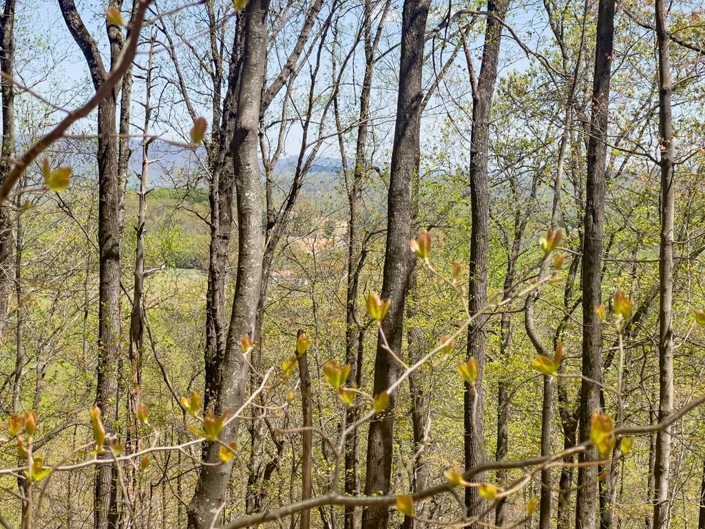 Photo of TBD Yellow Locust Dr #196A, Fancy Gap, VA 24328 (MLS # 99603)