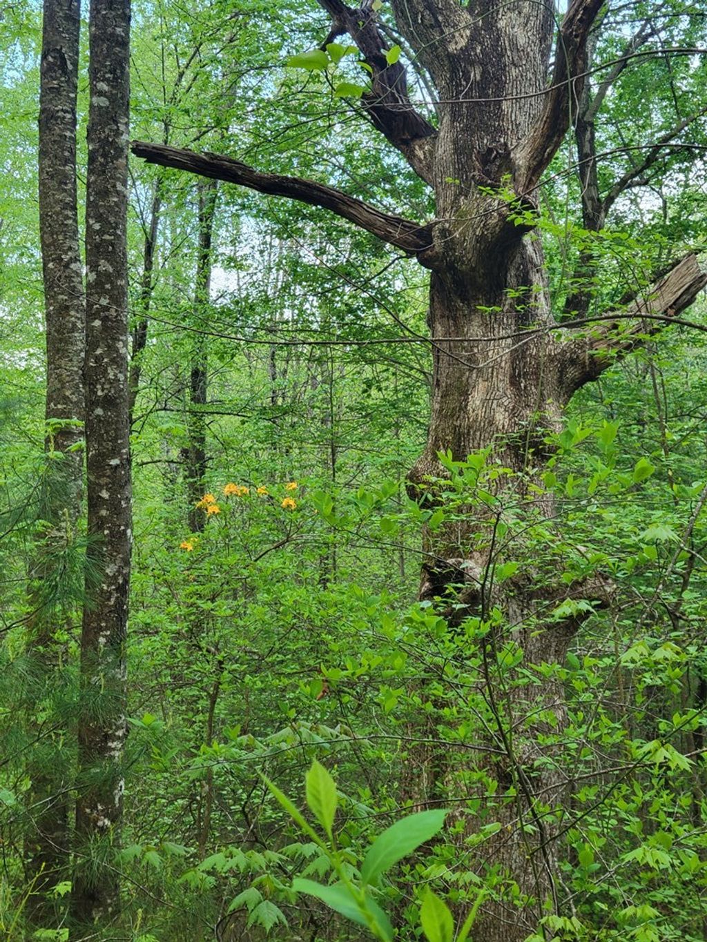 Photo of TBD Danville Pike Road #83, Meadows of Dan, VA 24120 (MLS # 109859)