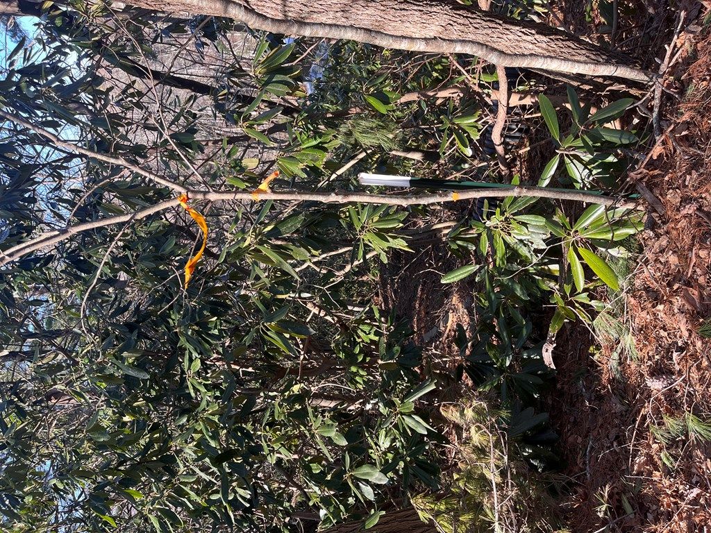 Photo of Tbd Rock Ledge Tr #C9, Fancy Gap, VA 24328 (MLS # 98723)