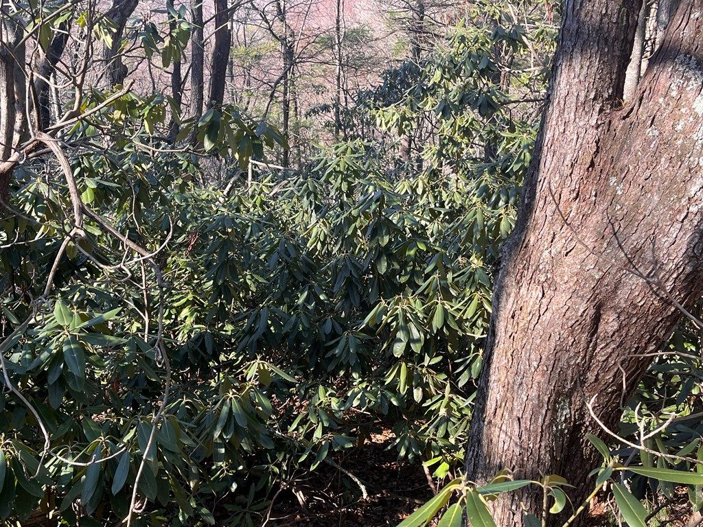 Photo of Tbd Rock Ledge Tr #C9, Fancy Gap, VA 24328 (MLS # 98723)