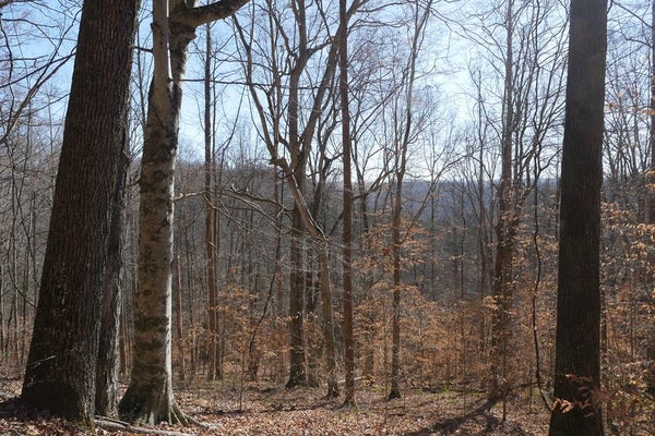 ADDRESS PRIVATE, ROSE HILL, VA 24281 - Image fcfca96baf2d2029ffc6589adfa76e5e/1784944179