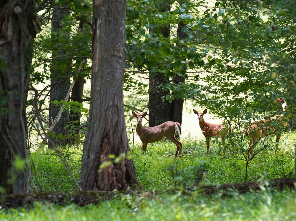 Photo of 000 NW Shady Grove Road #n/a, Willis, VA 24380 (MLS # 111742)