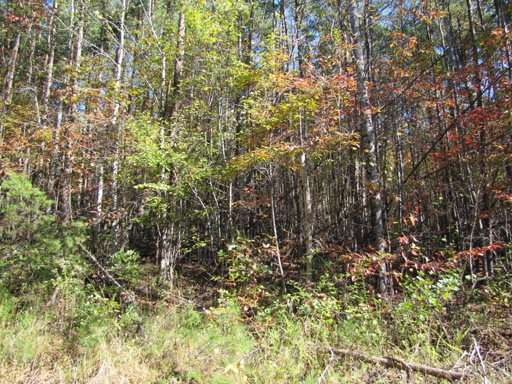 Lot 12 Melmark Acres Trail