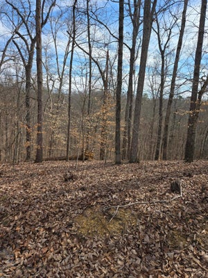 1116 STONEWAY CT, WHITE PINE, TN 37890 - Image 644e6c67eaa13f556faed46139eba9ff/2201699593