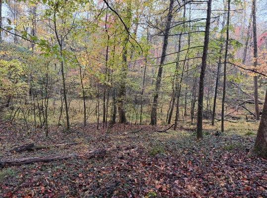 PUNKTON RD, DEL RIO, TN 37727 - Image bcf362fe039cc2961d6cb6a00e8d5b84/3909916484