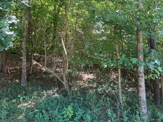 110 ROCK HILL RD, NEWPORT, TN 37821 - Image ec96f462f2bb0d8ea5825b03996f6c8a/798263868