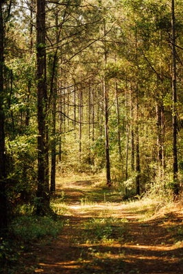 26 A BUSBY RD, ELLISVILLE, MS 39437 - Image b03ee04c46f8e7851963c1937ec30fc8/3935020335