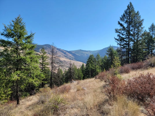LONE RANCH CREEK RD, DANVILLE, WA 99121 - Image 16eb52468effe1d59b3f81cc9fbe677e/4026041696