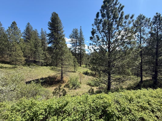 FIR LN, CURLEW, WA 99118 - Image 6229637eaf88c7c70231cd71e58dde5b/529758860