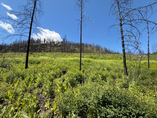 TBD 4TH OF JULY CREEK RD, DANVILLE, WA 99121 - Image a0874ce1816b63d7f5eceba9373baf9f/3846989257