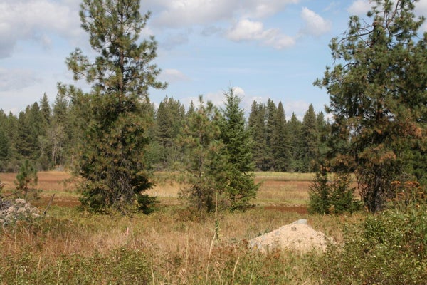 00 LITTLE SWEDEN RD, VALLEY, WA 99181 - Image a47bb61227e71aed743780d8d039d3eb/2856455311