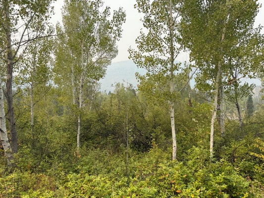 5194 B NORTHPORT WANETA RD, COLVILLE, WA 99114 - Image eba33b9ac4326e247dac7898b8c7cc4e/533066322