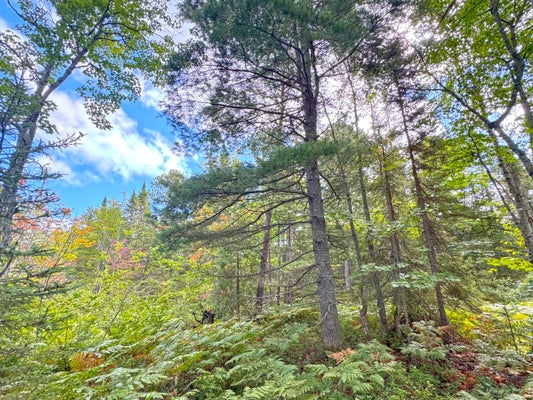 N WHITEFISH POINT RD, PARADISE, MI 49768 - Image a10caa0c25a8ceea6bd1cbd25f7d1dc5/4277943363