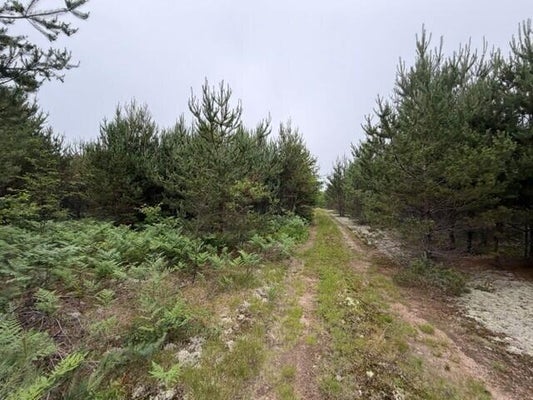17268 W PENDILLS LAKE RD, BRIMLEY, MI 49715 - Image cdadb17e330fa391aa140a1eb18145c8/3478761656