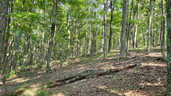 MOSQUITO HOLLOW RD, SIX MILE RUN, PA 16679 - Image e85a19c1d705b434d93bcbc3bf5f9a32/431178488